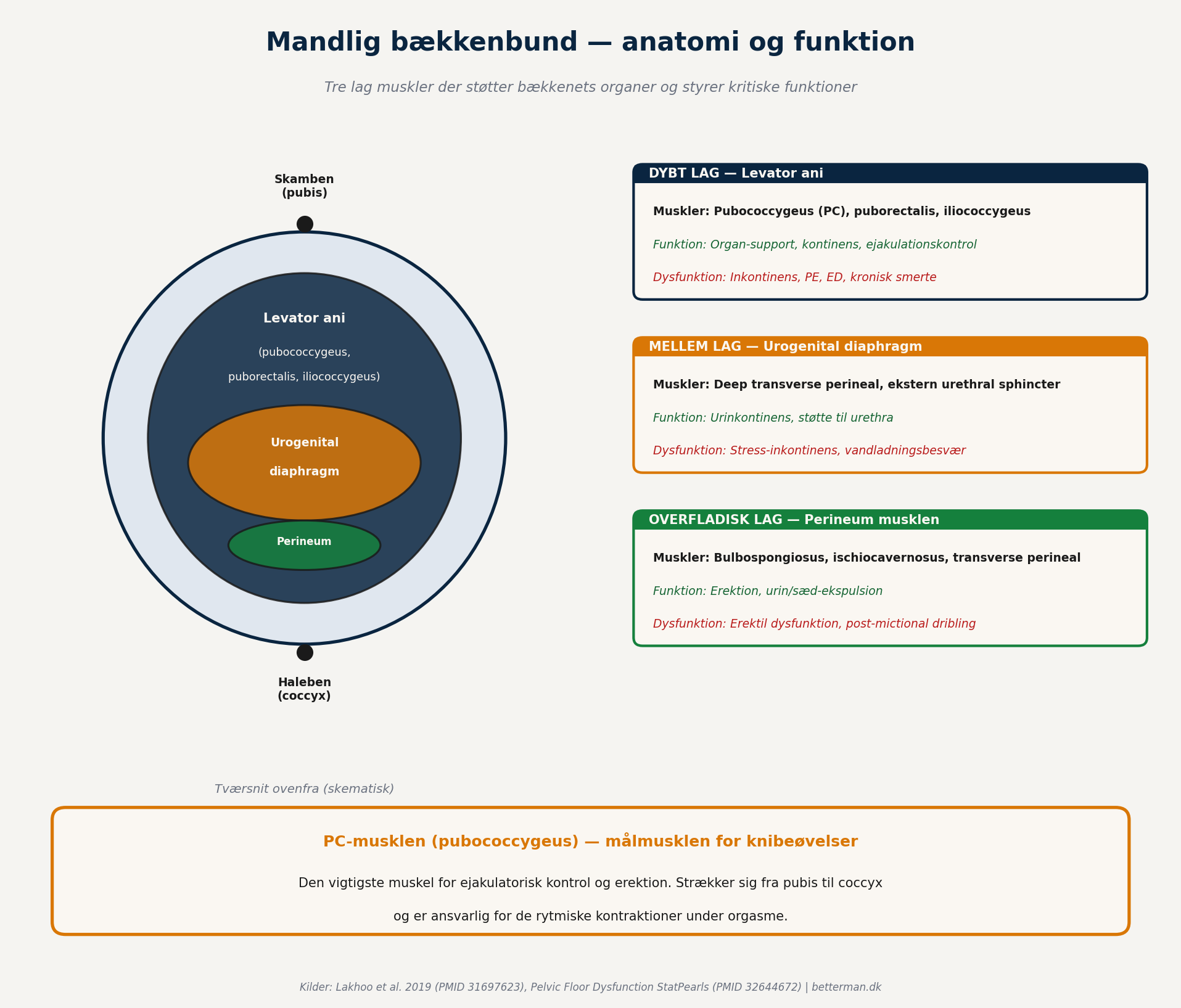 Mandlig bækkenbund — anatomi og funktion