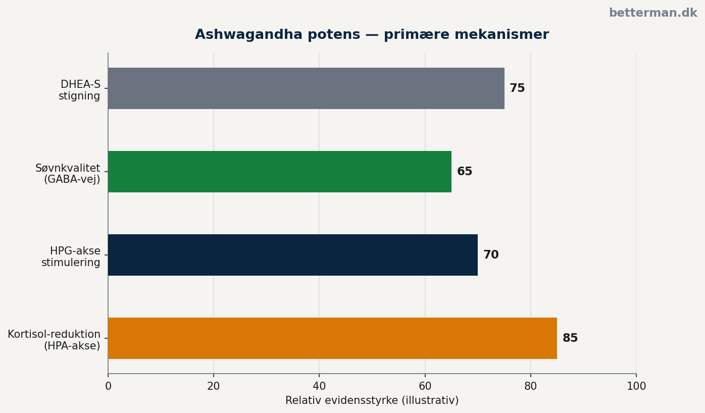 ashwagandha og potens — mekanismer: kortisol, HPG-akse og søvn