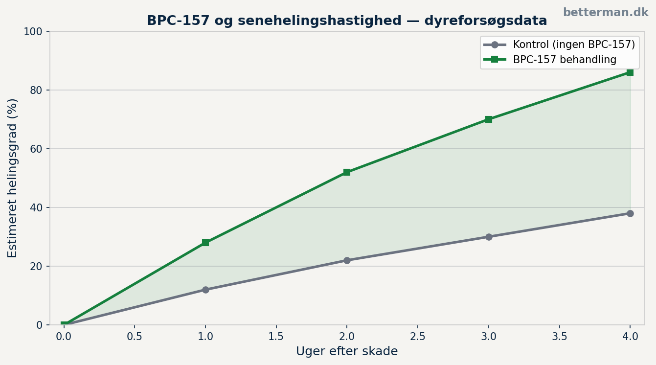 BPC-157 led og sener — helingshastighed med og uden behandling