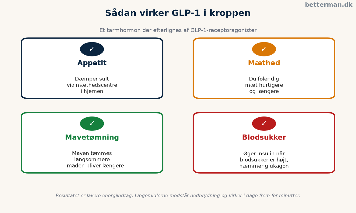 Infografik der viser hvordan GLP-1 virker på appetit, mæthed, mavetømning og blodsukker