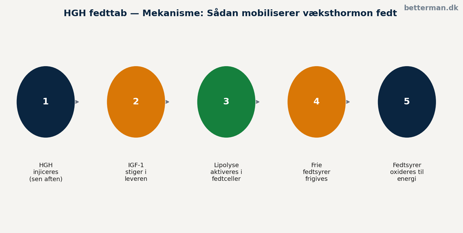 HGH fedttab — mekanisme: hvordan væksthormon mobiliserer fedt