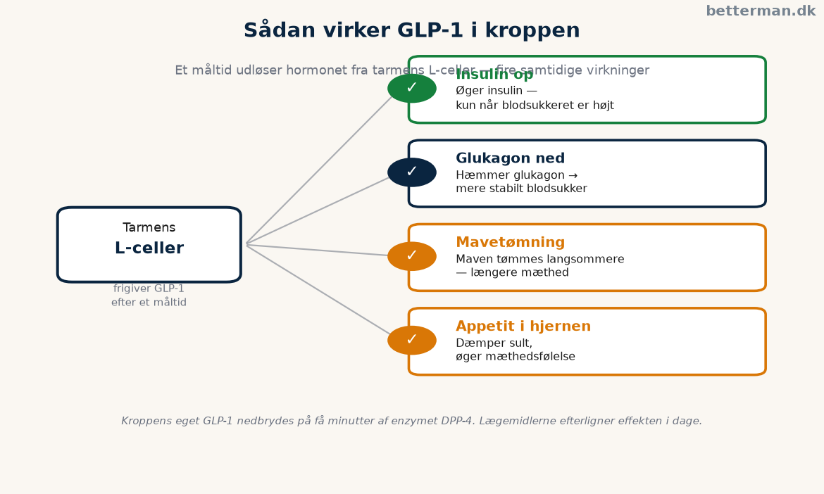 Sådan virker GLP-1 i kroppen — fra L-celler i tarmen til insulin, mavetømning og appetit i hjernen