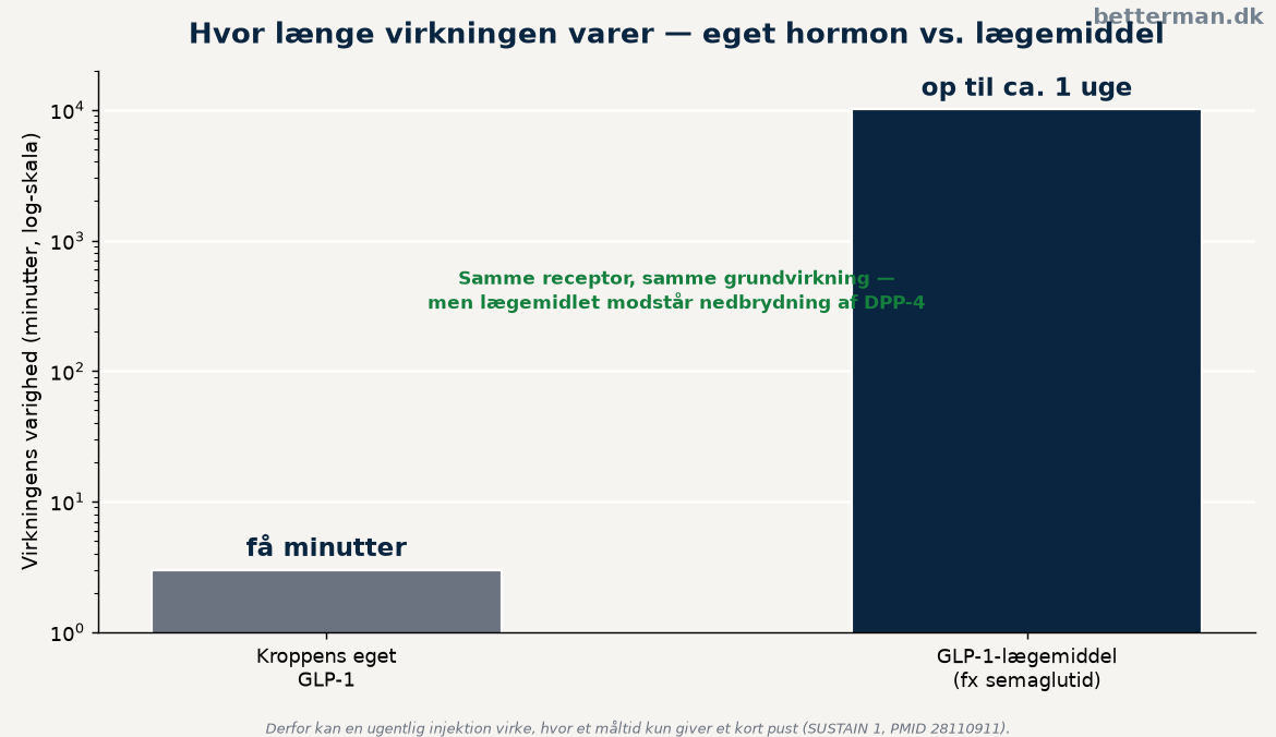 Kroppens eget GLP-1 mod GLP-1-receptoragonist — forskellen i hvor længe virkningen varer