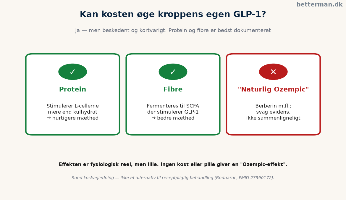 Hvordan kosten påvirker kroppens egen GLP-1-frigivelse — protein og fibre stimulerer L-cellerne moderat
