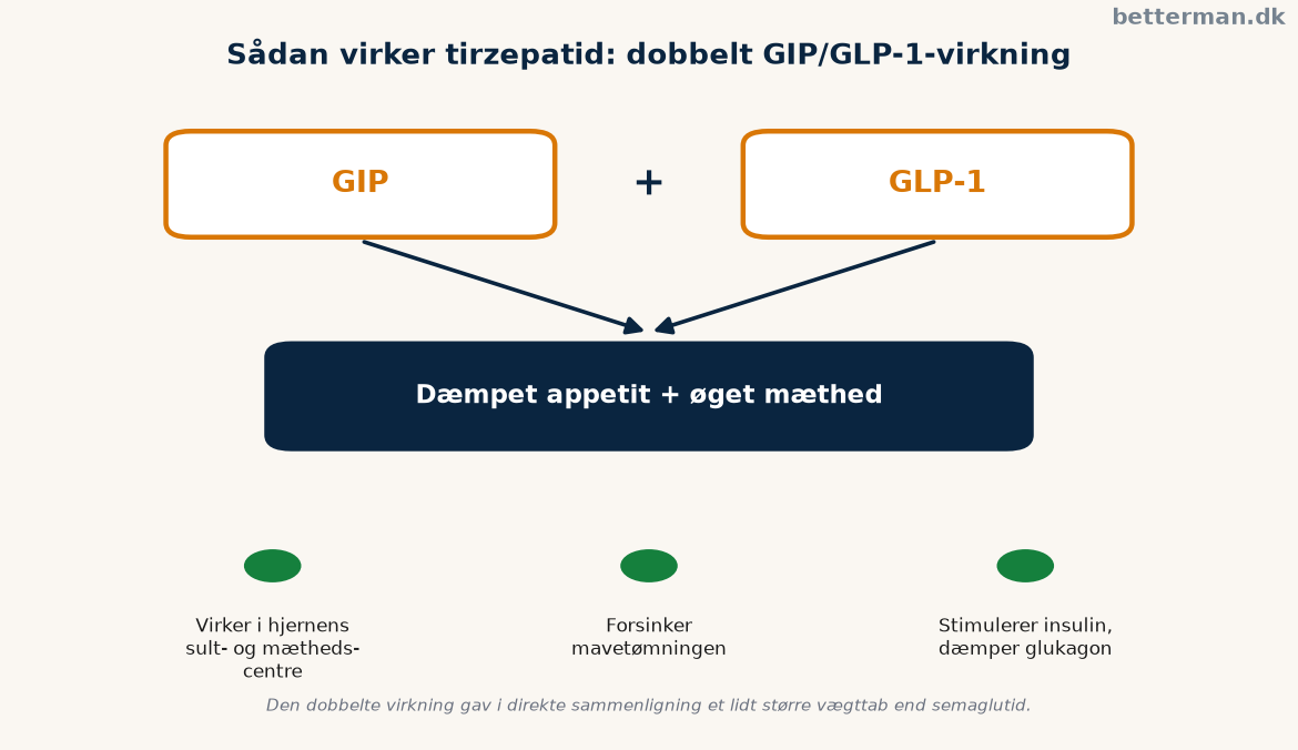Infografik der viser hvordan tirzepatid virker på både GIP og GLP-1 og dæmper appetitten