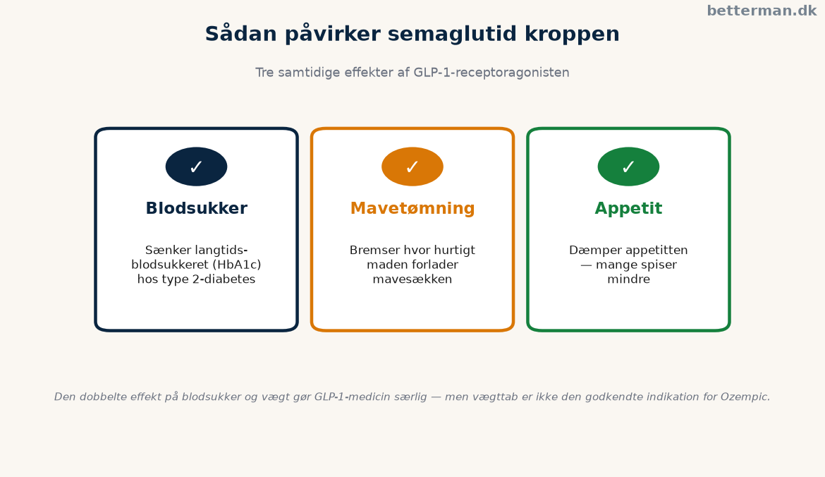 Ozempic: komplet guide til virkning, dosering og pris 2 Sådan påvirker semaglutid blodsukker, mavetømning og appetit