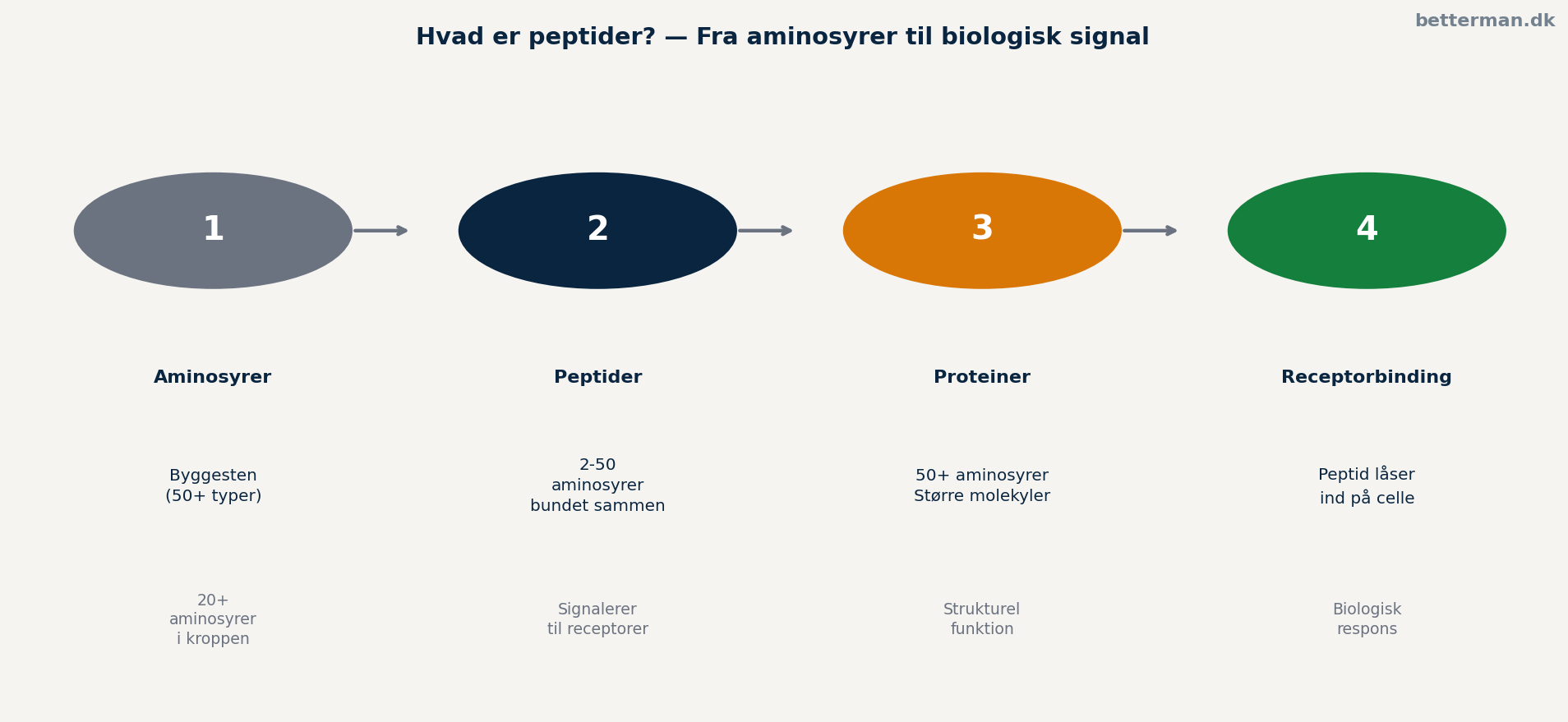 Hvad er peptider — fra aminosyrer til biologisk signal
