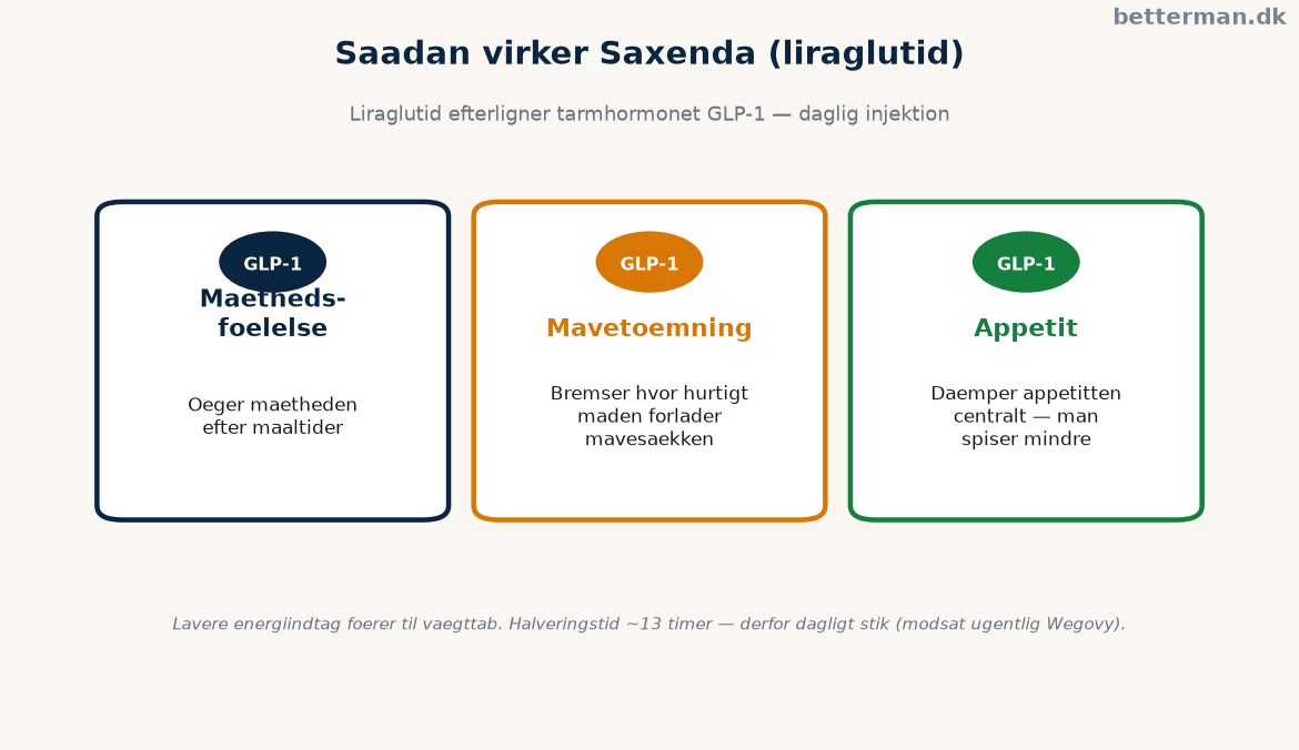 Saxenda infografik der viser hvordan liraglutid efterligner GLP-1 og dæmper appetitten
