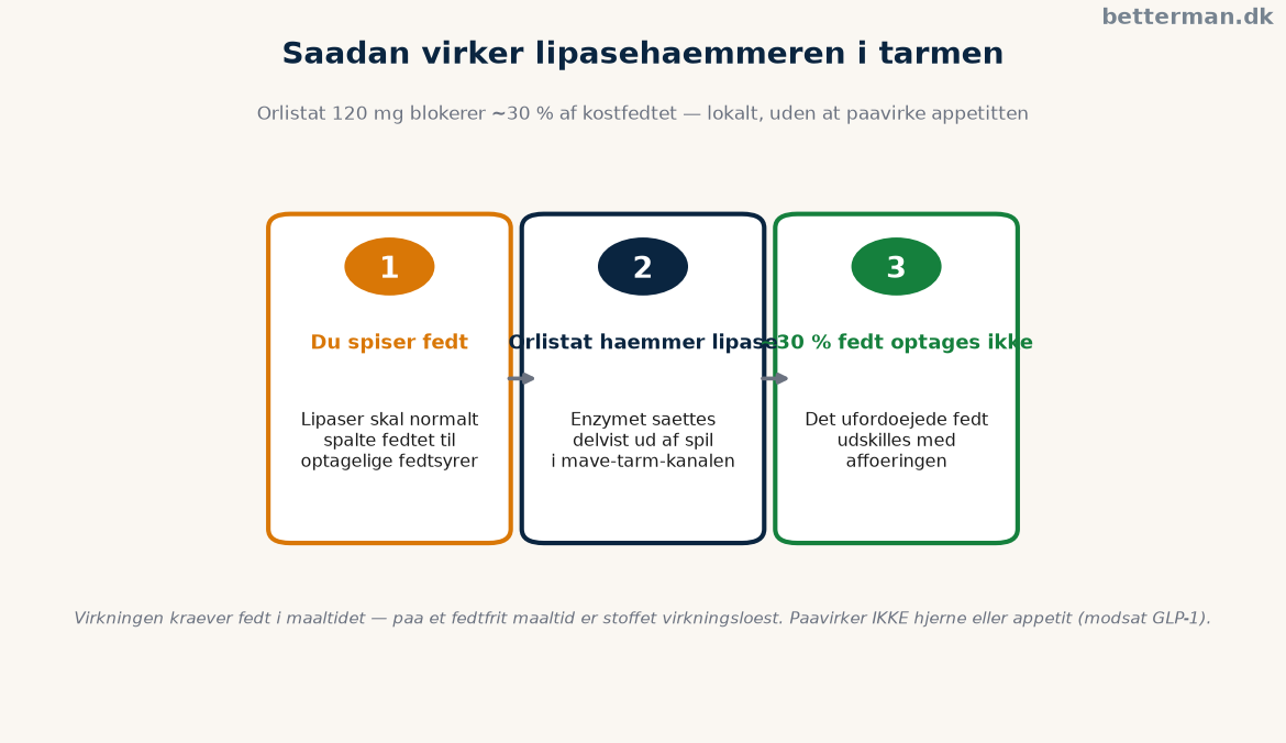 Xenical: hvad det er, effekt og pris efter mærket udgik 1 Sådan blokerer lipasehæmmeren optagelsen af cirka 30 procent af kostens fedt i tarmen