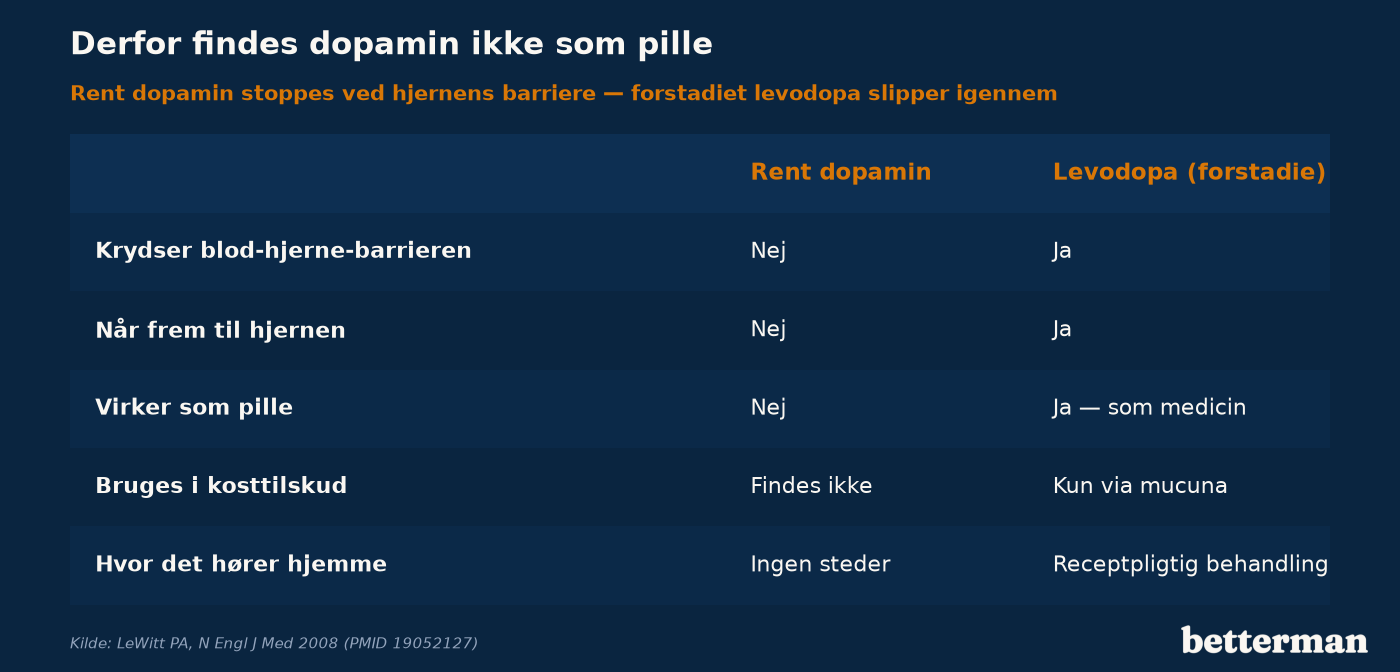 Rent dopamin krydser ikke blod-hjerne-barrieren, mens forstadiet levodopa gør — derfor findes dopamin ikke som pille