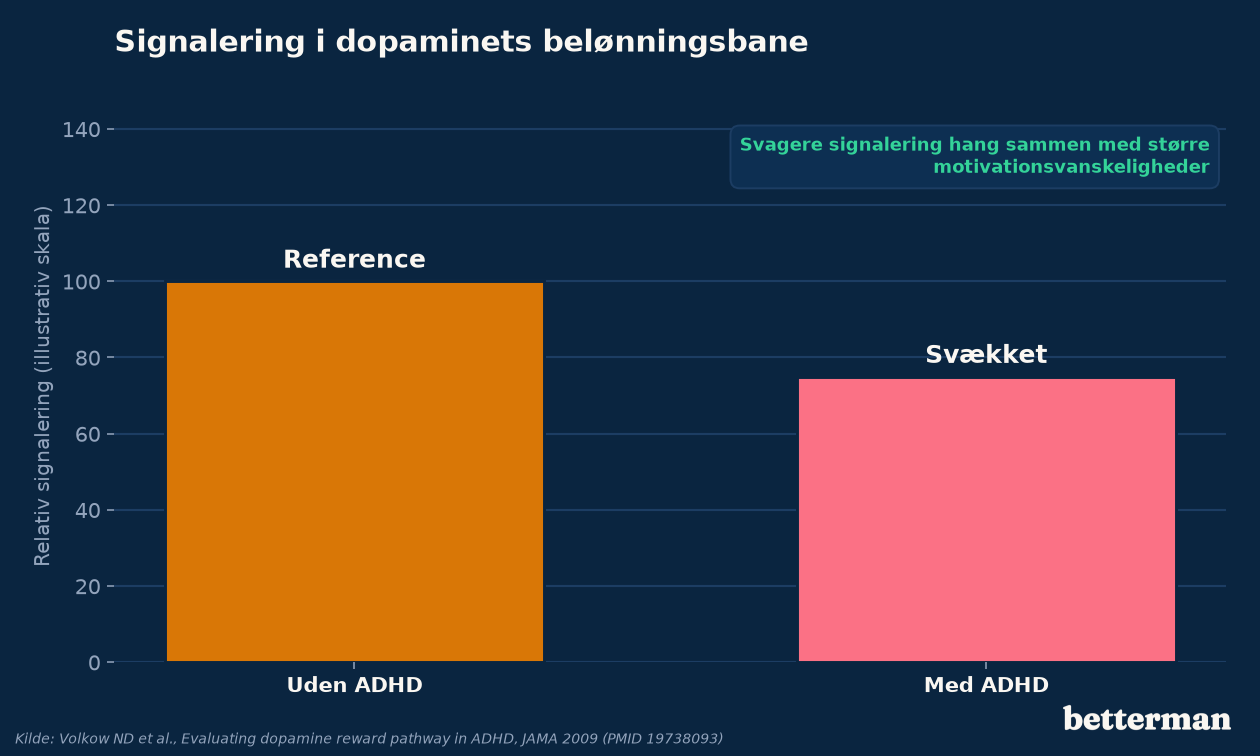 Hjernens dopamin-belønningsbane er svækket hos mange med ADHD