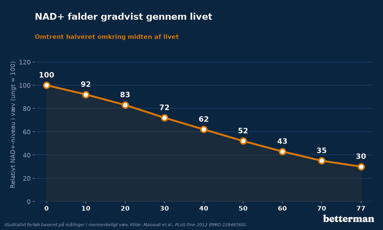 NAD+-niveauet i menneskeligt væv falder gradvist gennem livet, vist som relativt indeks fra ung til ældre