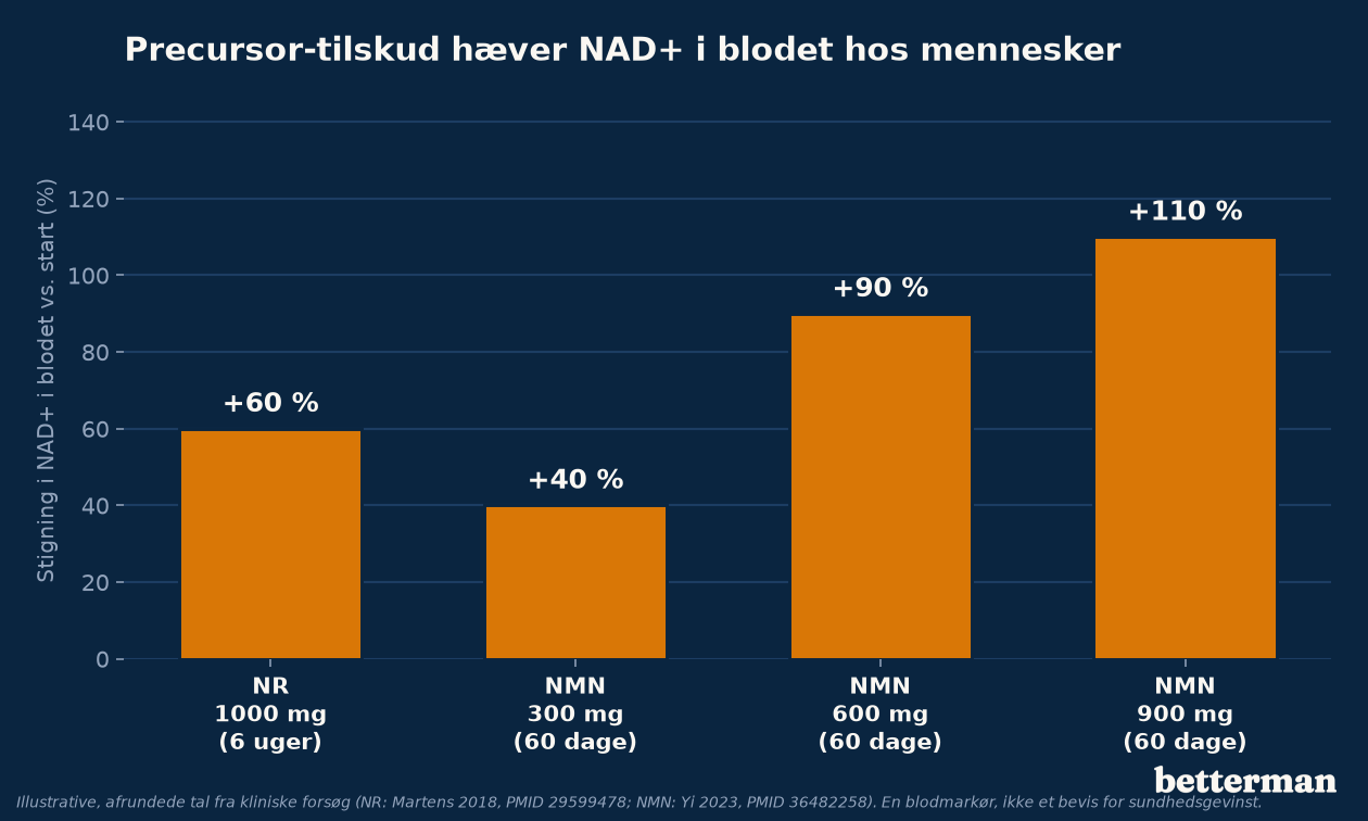 Blod-NAD+ stiger målbart i humane forsøg med precursorerne NR og NMN, vist som relativ stigning