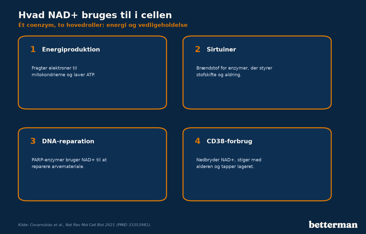 Infografik over hvad NAD+ bruges til i cellen: energiproduktion, sirtuiner, DNA-reparation via PARP og forbrug via CD38
