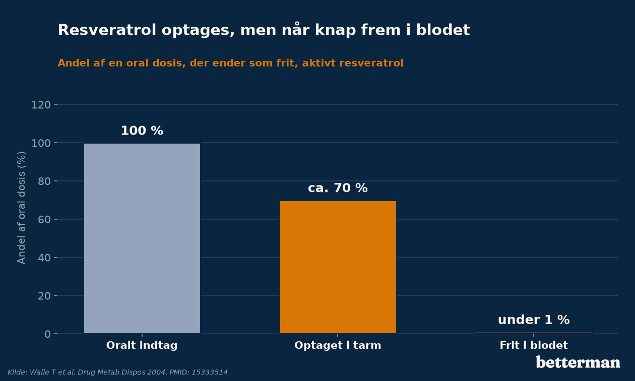 Resveratrol optages godt fra tarmen, men under 1 procent når frem i blodet som frit, aktivt stof
