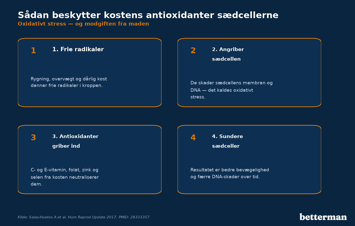 Sådan beskytter antioxidanter fra kosten sædcellerne mod oxidativt stress