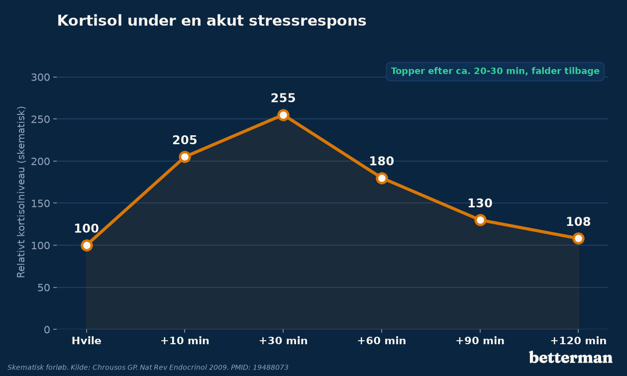 Kortisol stiger skarpt under en akut stressrespons og falder tilbage mod hvileniveau bagefter