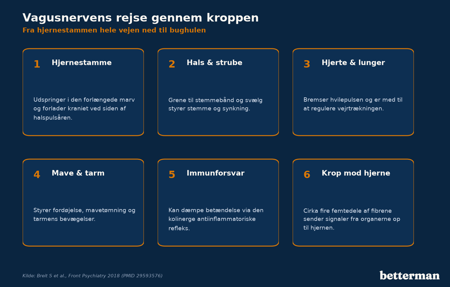 Vagusnerven løber fra hjernestammen ned til hjerte, lunger og mave-tarm-kanalen og forbinder hjernen med de indre organer