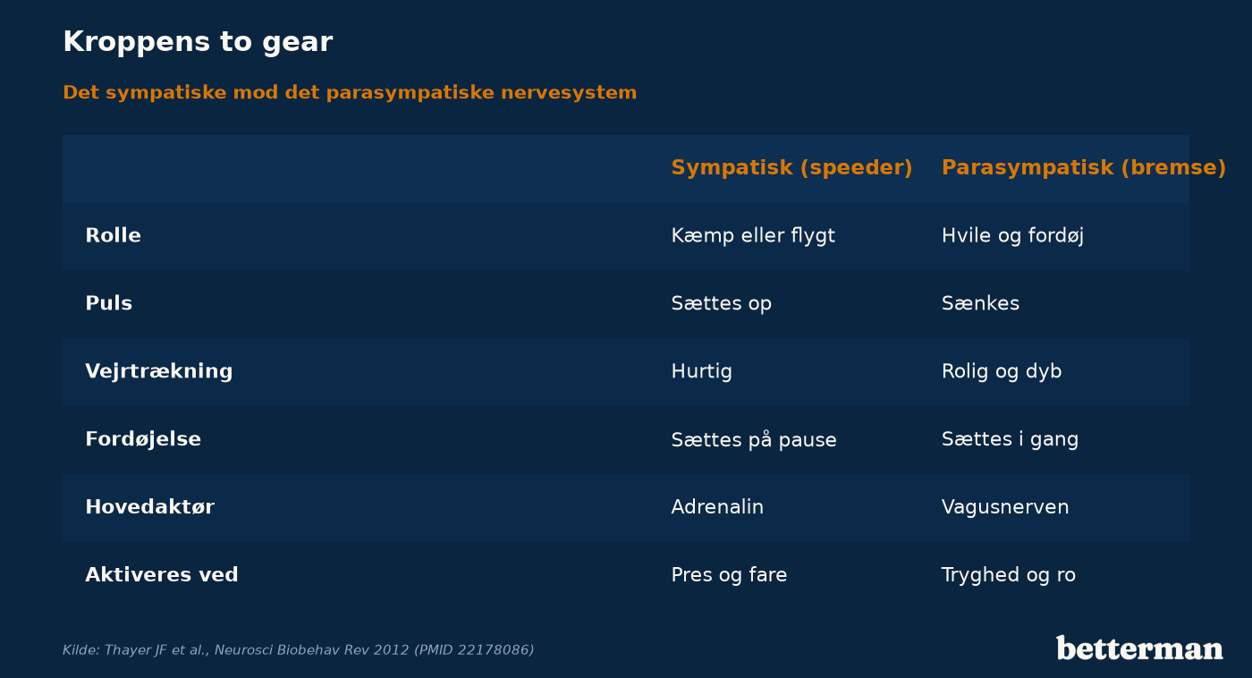 Det sympatiske nervesystem sætter kroppen i alarmberedskab, mens vagusnerven bringer den tilbage til hvile og fordøjelse