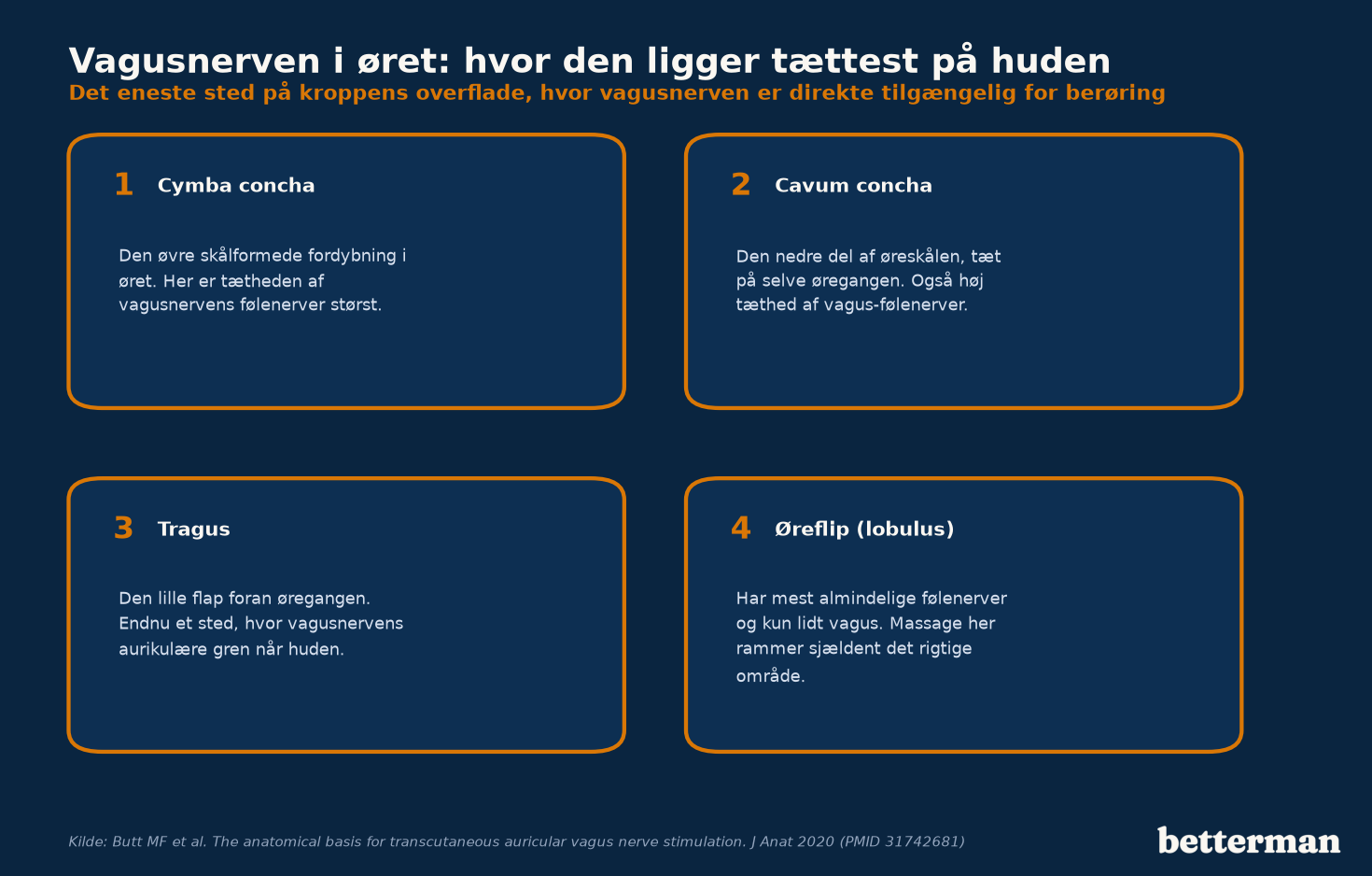 Kort over det ydre øre der viser hvor vagusnervens gren løber i cymba concha, cavum concha og tragus