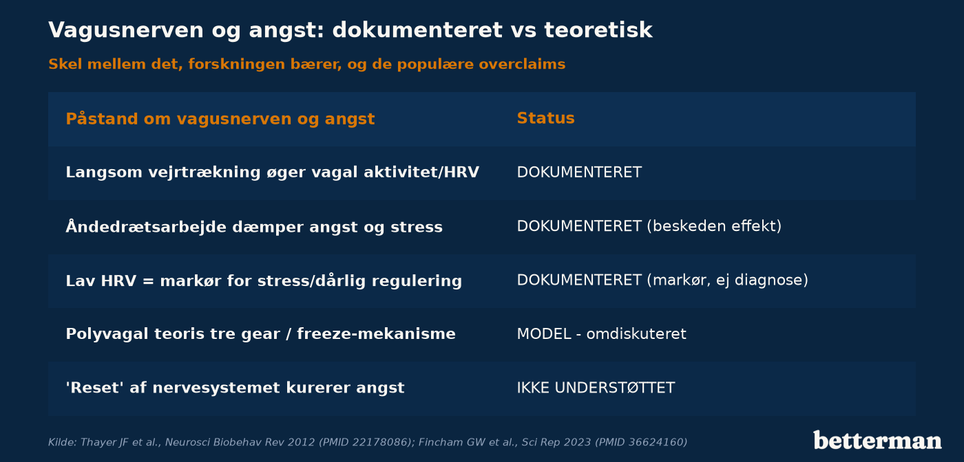 Vagal tonus måles via HRV — variationen mellem hjerteslag. Høj vagal aktivitet hænger sammen med bedre regulering af frygt og uro; lav HRV er en markør for stress