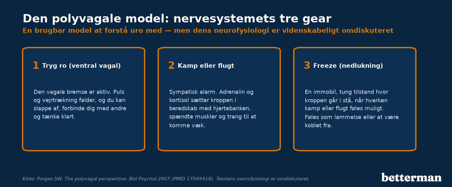 Den polyvagale model deler nervesystemets tilstande i tre gear: tryg ro, kamp eller flugt, og freeze — en brugbar model, hvis neurofysiologi dog er omdiskuteret