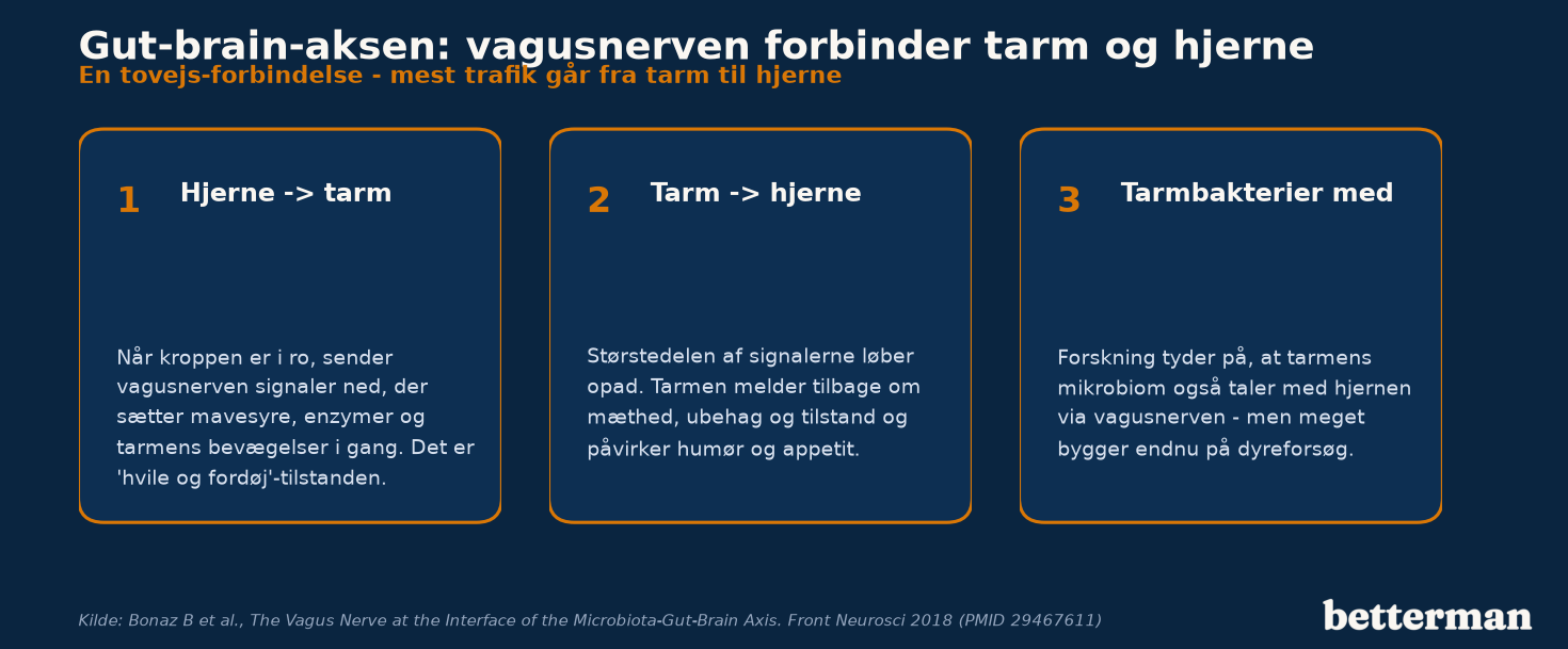 Gut-brain-aksen: vagusnerven som tovejs-forbindelse mellem tarm, tarmbakterier og hjerne
