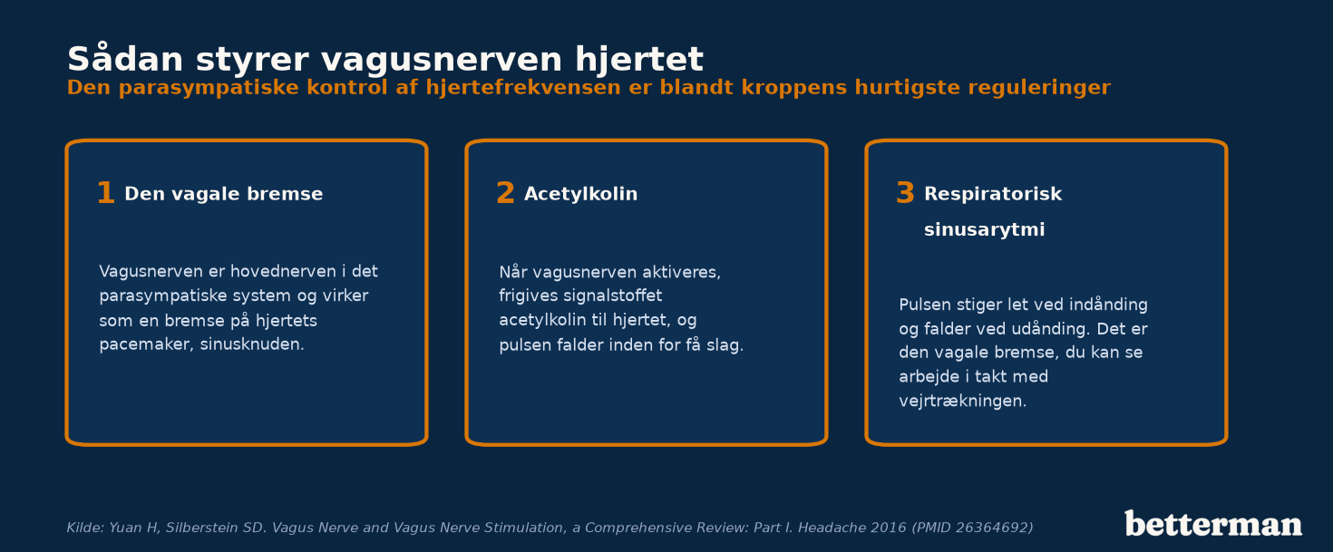 Vagusnerven virker som en bremse på hjertets sinusknude og sænker pulsen via signalstoffet acetylkolin
