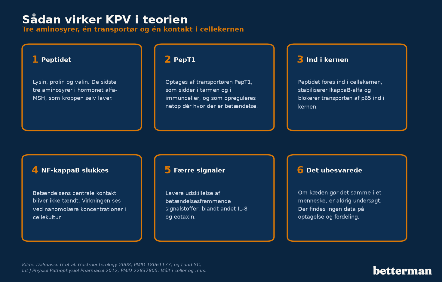 Sådan virker KPV i teorien, fra tripeptid over PepT1-transportøren til NF-kappaB i cellekernen
