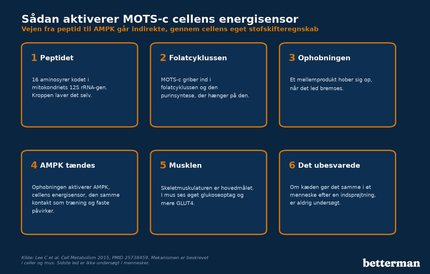 Mekanismen bag MOTS-c, fra peptid over folatcyklussen til AMPK og skeletmuskulaturen