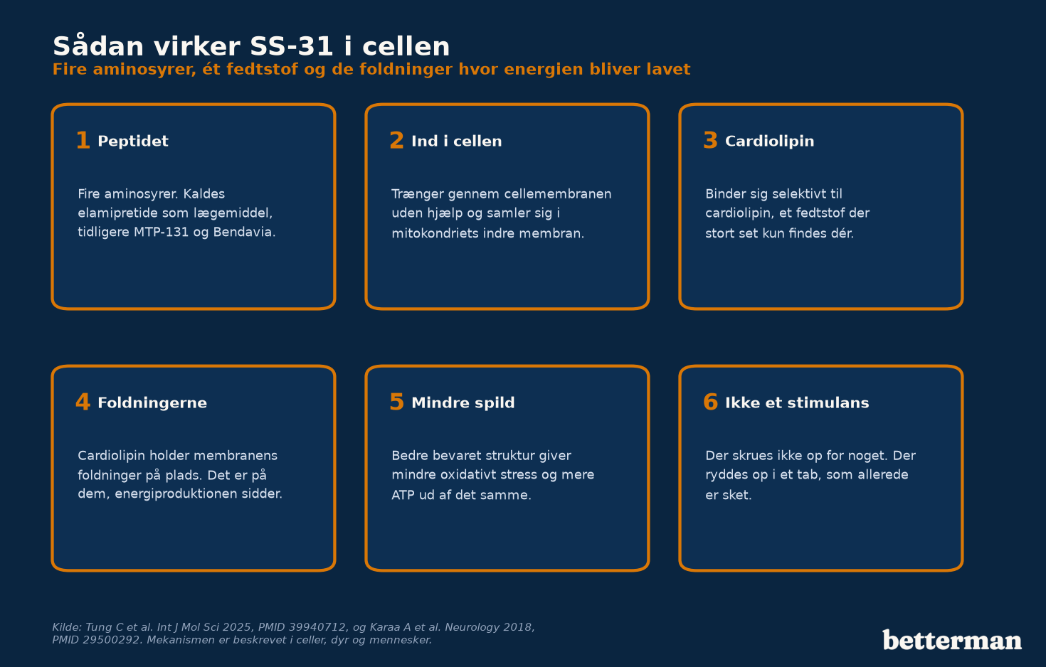 Sådan virker SS-31: fra tetrapeptid til cardiolipin i mitokondriets indre membran