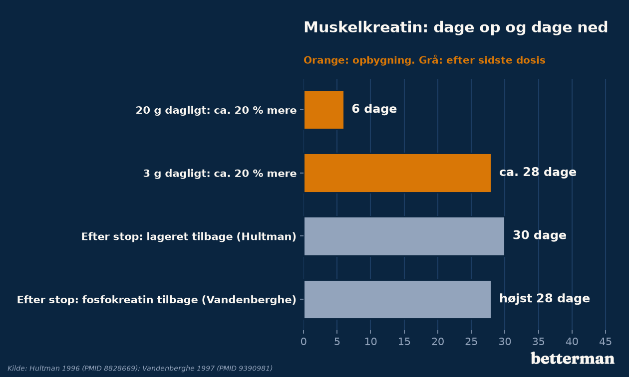 Dage til ca. 20 % mere muskelkreatin på 20 gram og 3 gram dagligt, og dage efter stop, til lageret er tilbage
