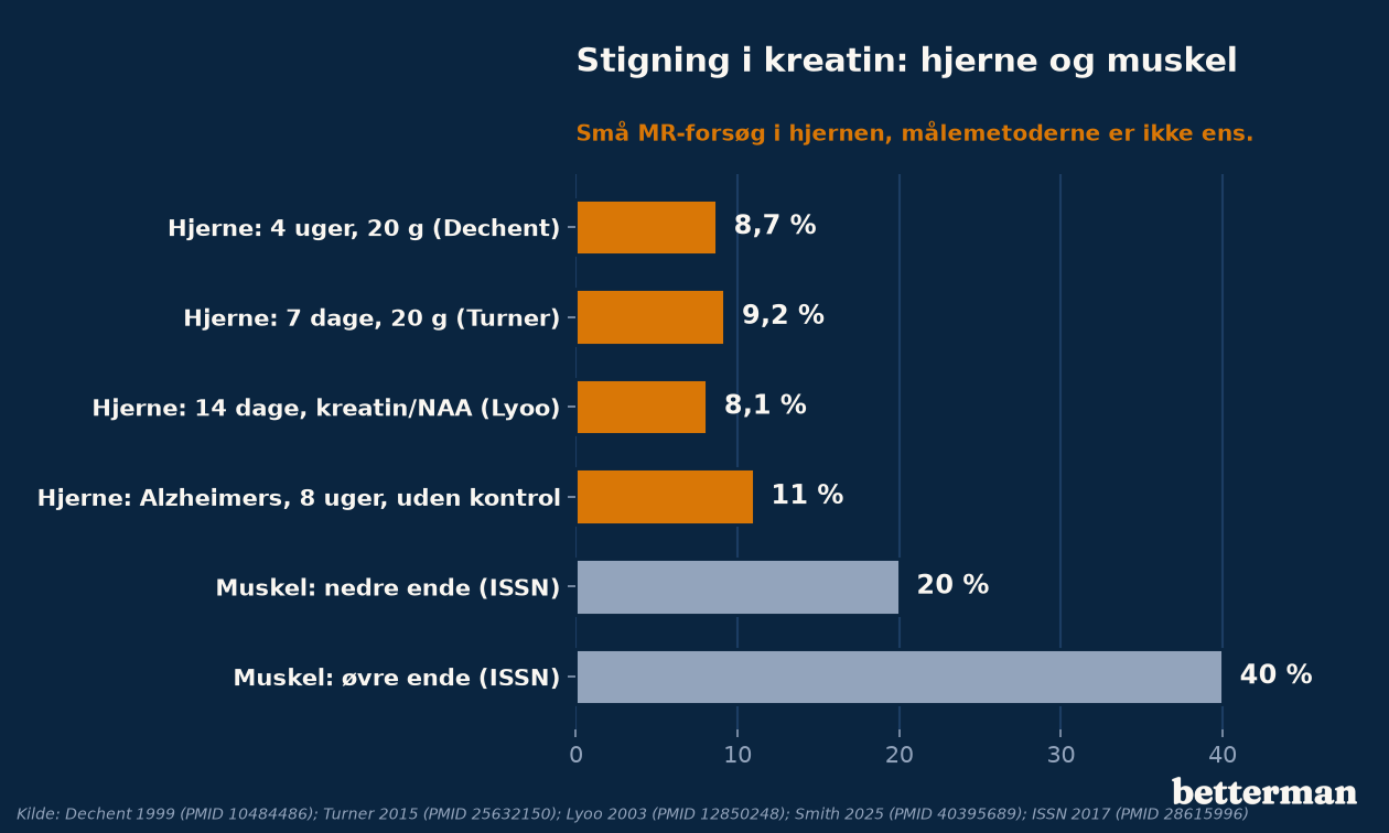 Kreatin i hjernen og i musklerne: procentvis stigning efter tilskud