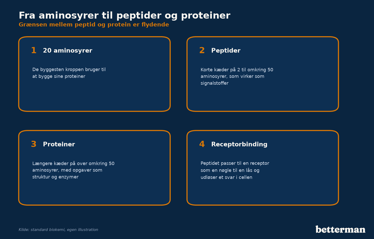 Fire trin fra aminosyrer til peptider, proteiner og receptorbinding